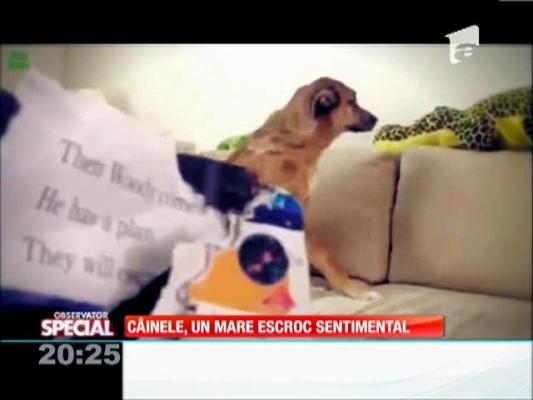 Special! Câinele, un mare escroc sentimental