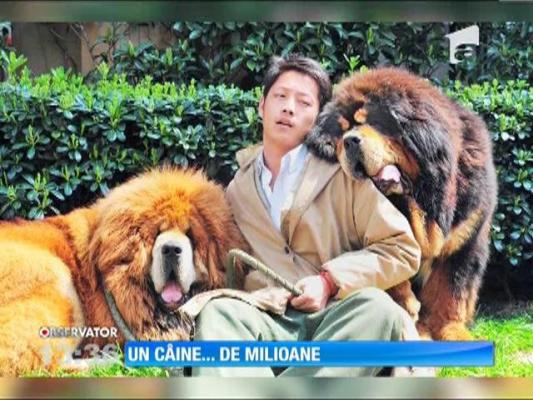 Un câine de milioane de dolari