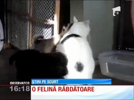 O felină răbdătoare