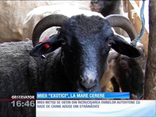 Mieii ”exotici”, la mare căutare