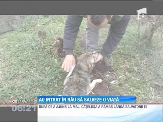 Un câine a fost salvat din Someş