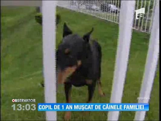 Un copil de un an a fost muşcat de câinele familiei