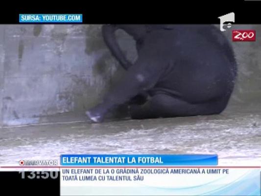 Elefant talentat la fotbal