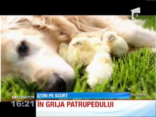 Un labrador a dat dovadă de o blândeţe ieşită din comun!