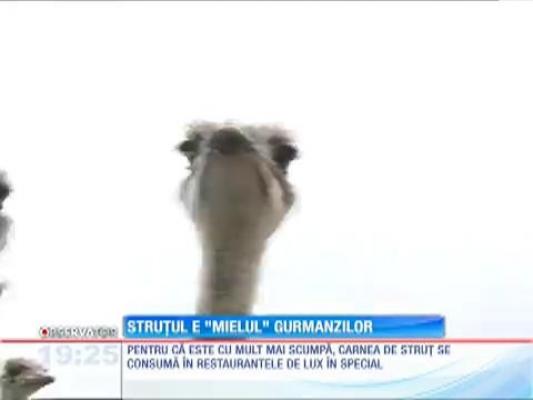 Struţul e mielul gurmanzilor, de Paşte