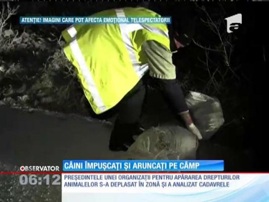 Cadavrele schingiuite şi împuşcate ale mai multor câini au fost găsite pe un câmp