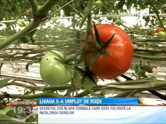 Serele din Bihor, încălzite cu apă termală