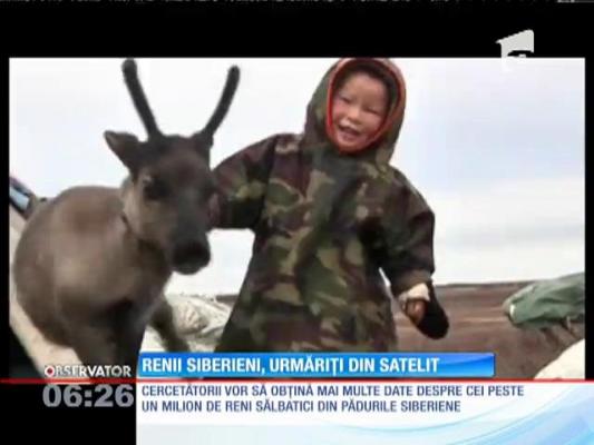 Cea mai mare turmă de reni sălbatici, monitorizată din satelit