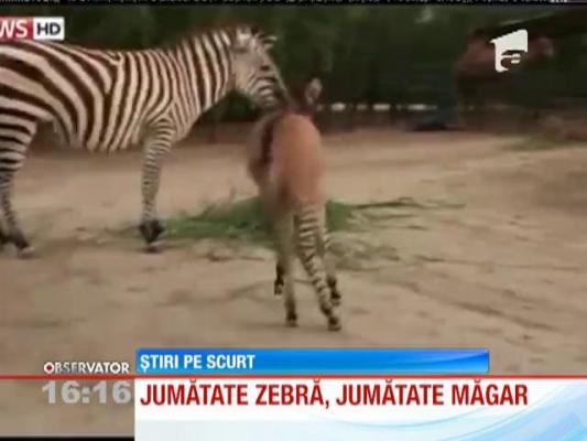 Un pui, pe jumătate zebră şi pe jumătate măgar, s-a nascut într-o grădină zoologică din Mexic