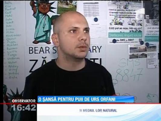 O șansă pentru doi pui de urs orfani