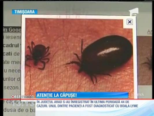 40 de arădeni au ajuns la spital muşcaţi de căpuşe