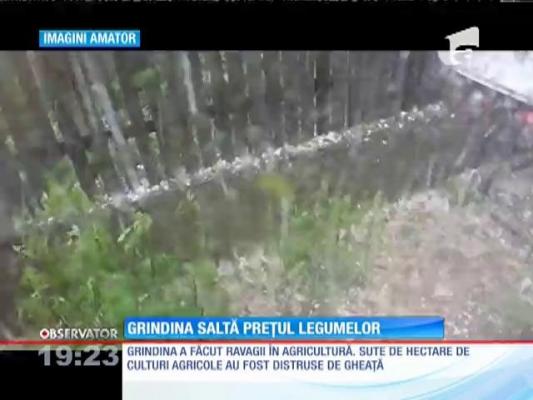 Grindina a făcut ravagii în agricultură