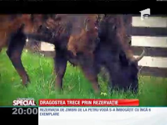 Rezervaţia de zimbri "Vânători Neamţ"