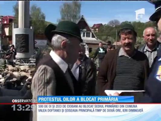 De tot râsul!  Protestul oilor a blocat primăria