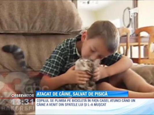 Caz incredibil! Un copil a fost atacat de un câine, dar a fost salvat de pisica familiei