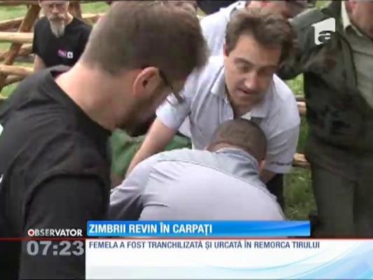 Zimbrii revin în Carpati