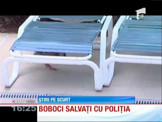 Caz inedit! Boboci salvaţi de Poliţie