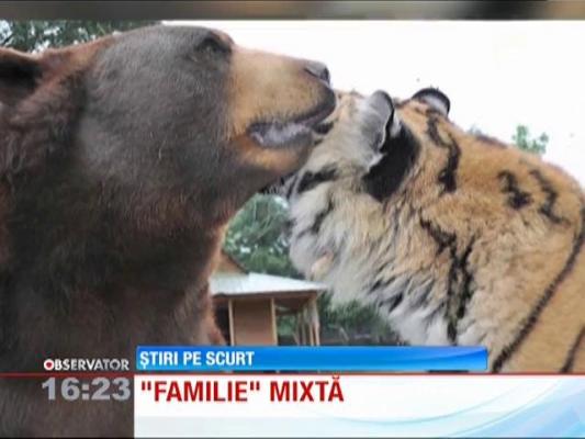 Nu aţi fi crezut! Ursul şi tigrul, cei mai buni prieteni