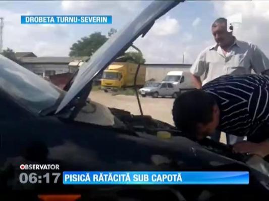 Când au ridicat capota au avut un şoc! Pisica a intrat la motor!