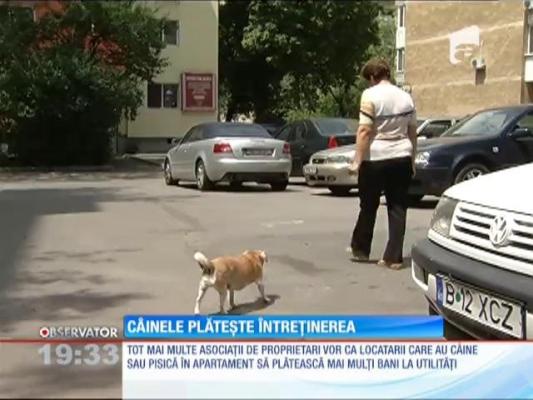 Câinele şi pisica vor plăti întreţinerea la bloc