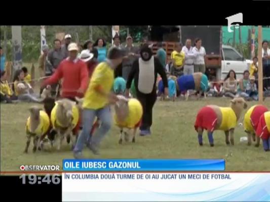 A început Mondialul oilor! În primul joc Columbia a bătut Brazilia