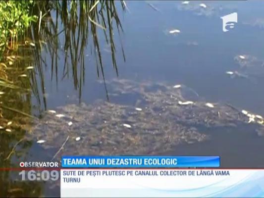 Pești morți în apropierea de Arad!