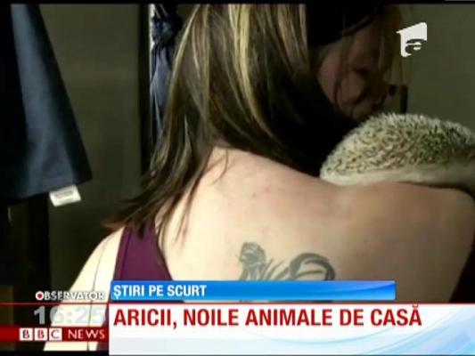 Aricii, vedete în rândul animalelor de companie
