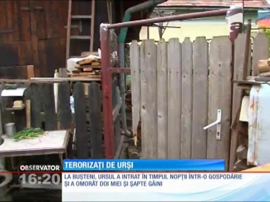 Urșii s-au întors. Animalele seamănă panică printre oameni