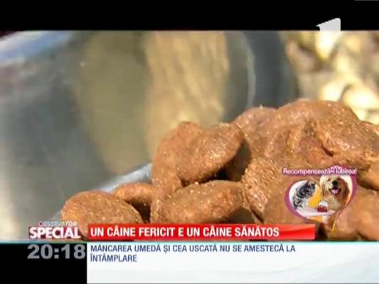 SPECIAL! Un câine fericit și sănătos