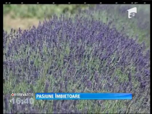 Poveste de succes! Plantaţiile de lavandă, o pasiune îmbietoare