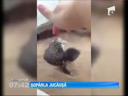 O şopârlă adoră să fie mângâiată de stăpâna ei
