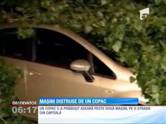 Accident în Capitală! Un copac s-a prăbuşit peste două maşini