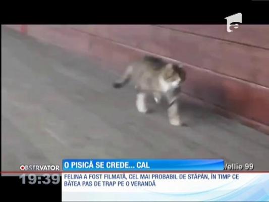 FUNNY! O pisica se crede... cal!