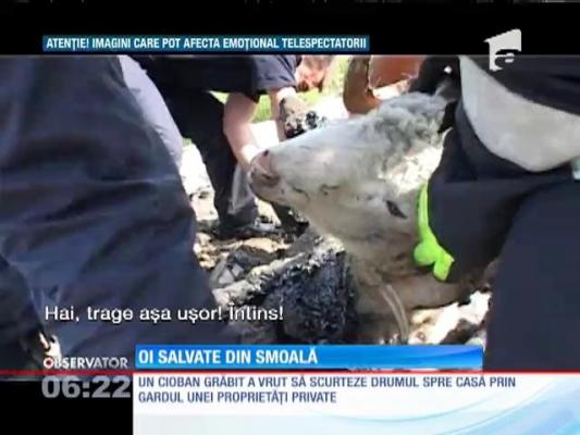 Imagini șocante! Oi salvate dintr-o groapă cu smoală