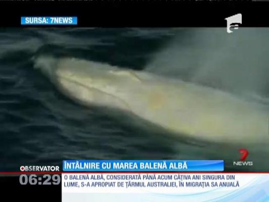 Moby Dick de Australia a apărut din nou