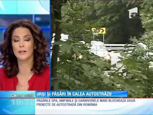 Urşii şi păsările protejate stau în calea viitoarei autostrăzi Comarnic-Braşov