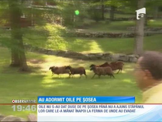 Somnoroasele mioare!