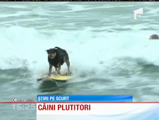 Competiţie de surf cu... câini!