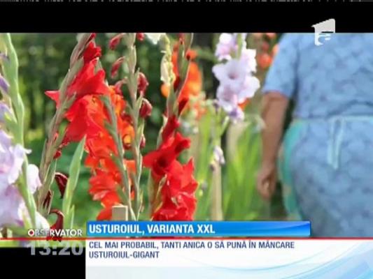 Usturoiul, varianta XXL