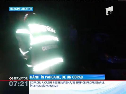 Un copac căzut peste o maşină, în Constanţa