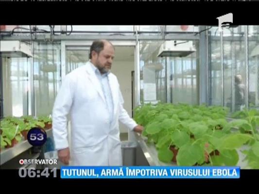 SURPRIZĂ! Tutunul, armă împotriva virusului Ebola