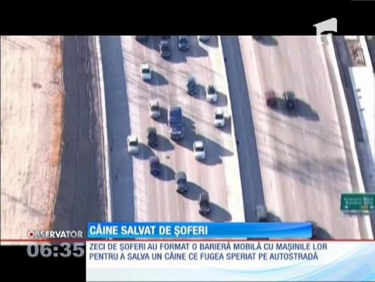 Câine salvat de șoferi, după o mobilizare masivă!