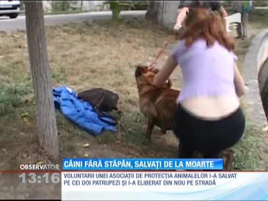 Câini fără stăpân, salvaţi de la moarte