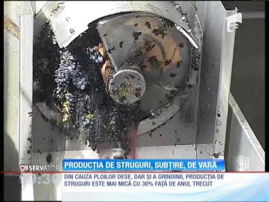 Producţia de struguri, mai mică cu 30% față de anul trecut