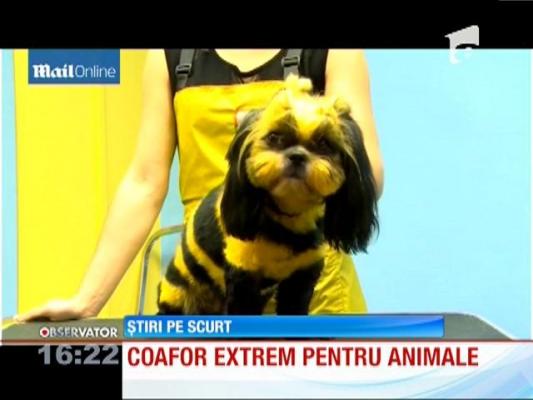 Coafor extrem pentru animale
