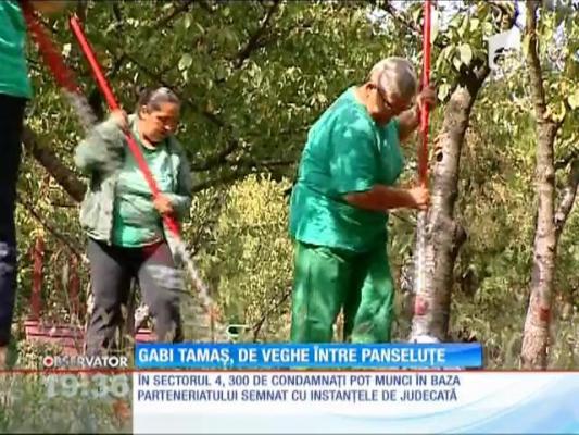 Gabi Tamaş, de veghe între panseluţe