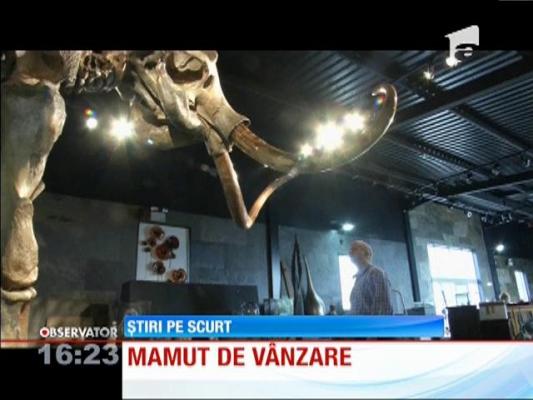 Schelet de mamut scos la licitaţie