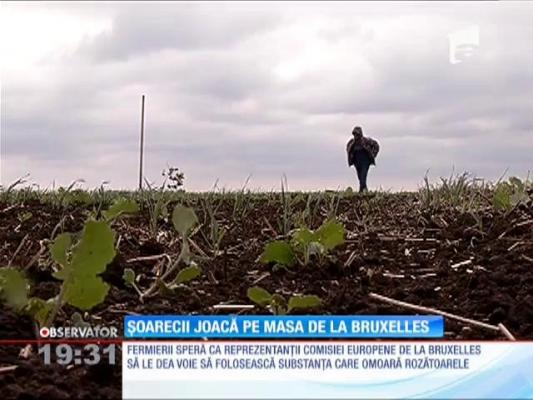 Suprafeţe agricole importante din sudul României, invadate de şoareci