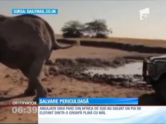 Şi-au pus viaţă în pericol pentru a salva un pui de elefant