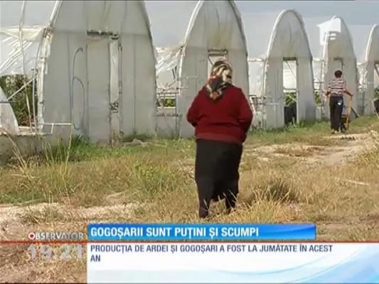 Veste rea pentru gospodine! Gogoşarii sunt puţini şi scumpi